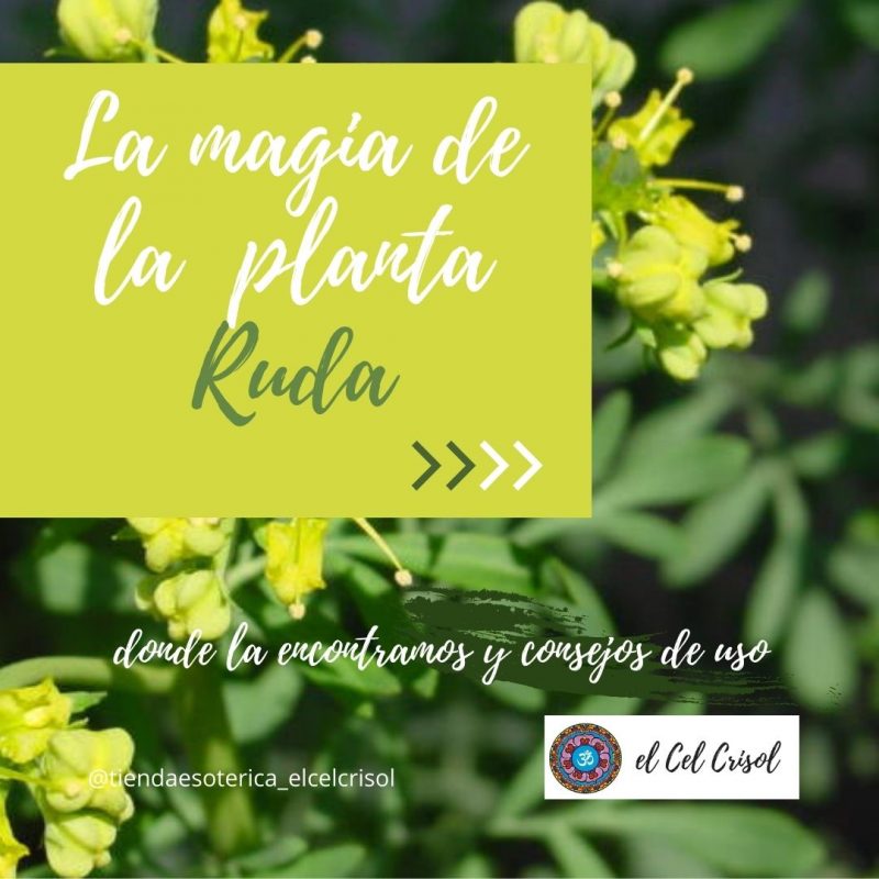 La magia de la Planta Ruda