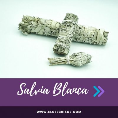 Salvia Blanca